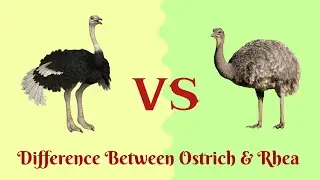 Ostrich VS Rhea...Who is more powerful?