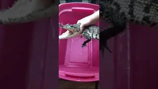 New Crocodile ( BITES ME )