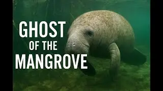 Africa&rsquo;s Hidden Manatee Ghost of the Mangrove
