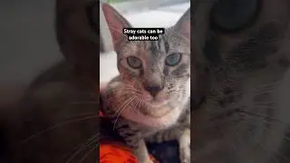 Cats of Instagram #shorts #catlovers #catsoftheday #catvideo #shorts #cute #catlife #stray #mycat