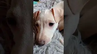 &ldquo;I&rsquo;m NOT Tired&rdquo; 😴🐶 Italian Greyhound Puppy Loses the Fight