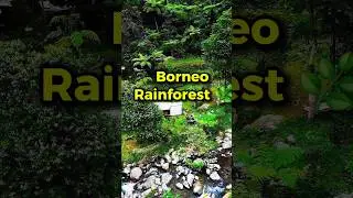 This Borneo campsite hits differently 🌿✨#shorts
