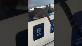 Cat Dubai eats from trash #cat #dubai #shorts #fuel #car #viral #traffic #money #business #pets #fun