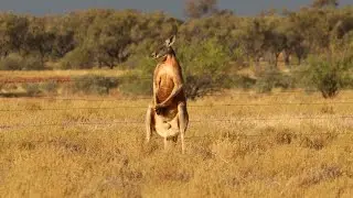 Welford National Park