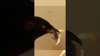 🦦How to Deceive Meerkats like s PRO⁉️🐦&zwj;⬛ #tricks #doublekille