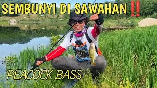 SPOT MADANG JATILUHUR || MANCING PEACOCK BASS JATILUHUR #peacockbass