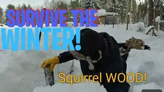 WOOD supply is gone MADE A RUN TO GET SQUIRREL WOOD - FREEZING COLD -14C ASMR NASTY WINTER season 