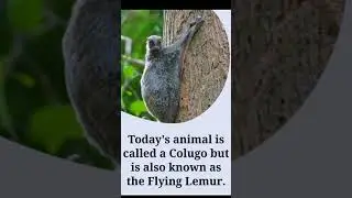 9 Fun facts about Colugo #Coluga