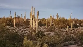 Cactus Forest Walk BLM Tucson AZ