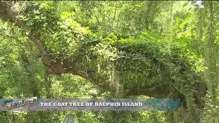 Dauphin Island&rsquo;s Legend of &lsquo;The Goat Tree&rsquo;