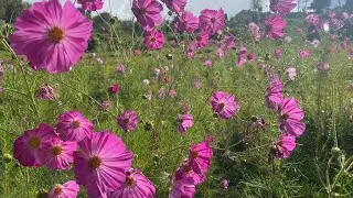 Cosmos Bipinnatus / For the love of flowers