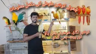 Basic Information About Small Conures For Beginners|Breeding Tips|PineApple|Sun Cheek|BlueTurquis...