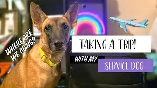 Taking a Trip with my Service Dog