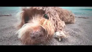 August CB 2021 DINGWALL BEACH  Part 2