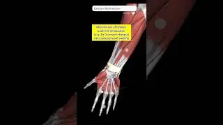 Extensor Retinaculum#shorts #viral #anatomy