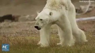 Heart-breaking footage shows a starving polar bear struggling to walk on iceless land