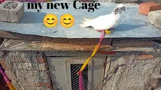My new cage 🕊️🕊️//#pigeon #petvlog #kabutar #kabootarloft05 #birds 