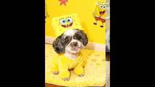 Sponge Tokki BOB ❤️🧡💛💚🩵💙💜#dog #puppy #shorts