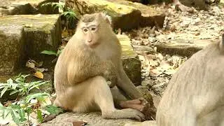 Rose & Brady monkey update today