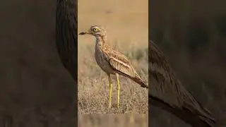 صوت كراوين / stone curlew sound