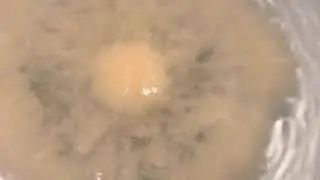 Mango bath bomb (body shop)