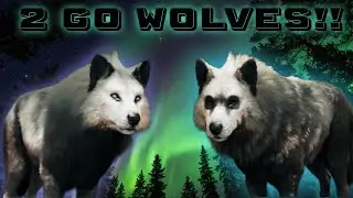 My first EVER Great One Grey Wolves...Plus TWO Rare Fur types! l Yukon Valley