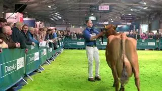 Ardmore Ayrshire Cows at 2017 Royal Ulster Winter Fair.RUAS.4K