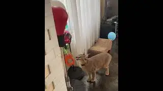 Floppa playing with a Balloon