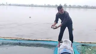 খাঁচায় মাছ চাষ পদ্ধতিতে পোনা মাছের নার্সিং ব্যবস্থাপনা (Cage Culture)