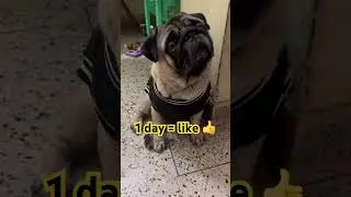 🥹How Long Would You Keep Me?😍💘 #shorts #pug #pets #petlover #subscribe #youtubeshorts #viral