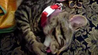 Lazy Neko