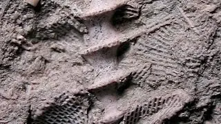 Fossils - 330 Million Years Old #shorts