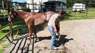 RABICANO ROAN COLT