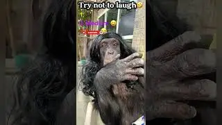Ranking most funniests animals moments 🤣| wait for the chicken 🐓 😂