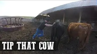 Tip That Cow