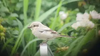 &Oslash;rkentornskade: Stor Tornskade (Lanius excubitor pallidirostris), 2K-fugl, Hirtshals. 15. juli 2023.