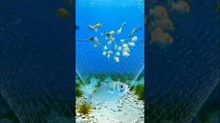 Rescue a Fish | Heart Touching Video Makes Emotional
