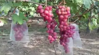 Csemegeszőlőim - Anjuta 2019