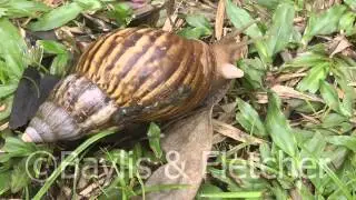 Giant African Land snail, Malaysia. 20111104_090036.mp4