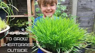It is easy to grow Wheatgrass outside|Easy Wheatgrass growing outside.