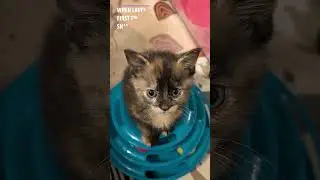 Cat born with rare PURPLE eyes! #cats #rare #kitten #catlover #special