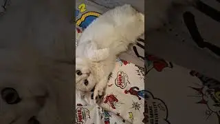 🤣🔥ВОСХИТИТЕЛЬНАЯ КОШКА 👌🤌💯‼️(от радости начала покусывать😉🤫🔥)
