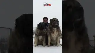 Control over a lot of big dogs #dog #animals #pets #bigdogs #caucasianshepherd #jozodogs
