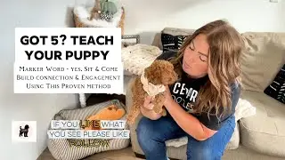 Get On Their Level, Build Obedience Through Luring. Teaching your puppy the easy way!
