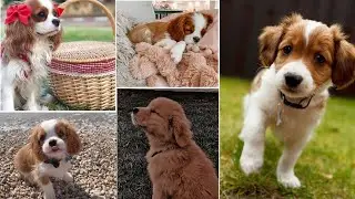 Cute & Nice  Dog Dp images || latest Whatsapp Dp pics || #prince_Official
