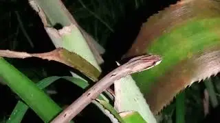 Brown Vine Snake || Beautiful Venom less Snake_2023