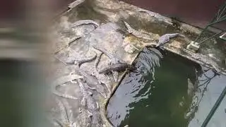 Crocodile Farm (Palawan Wildlife Rescue and Conservation Center) - Akoni&rsquo;s and Aleki&rsquo;s Palawan Trip