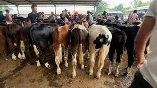 PEDETAN SIMENTAL LEPAS SAPIH TERBARU❗️PASAR SAPI BOYOLALI