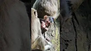 A 1177 #animals #monkey #primiatemonkey #primate #cute #primatelove #wildprimatechannel #nature