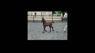 Fanta Waldstar QF